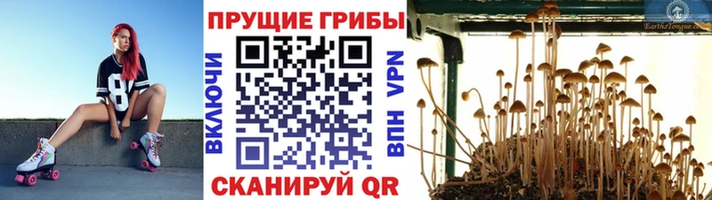 Галлюциногенные грибы Psilocybine cubensis  Облучье 